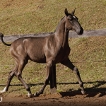 Tropical Interagro, black Purebred Lusitano filly offered at the 2023 Interagro Yearlings Collection/TUPA