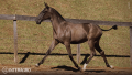 Tropical Interagro, black Purebred Lusitano filly offered at the 2023 Interagro Yearlings Collection/TUPA