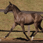 Tropical Interagro, black Purebred Lusitano filly offered at the 2023 Interagro Yearlings Collection/TUPA