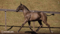 Tropical Interagro, black Purebred Lusitano filly offered at the 2023 Interagro Yearlings Collection/TUPA