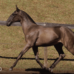 Tropical Interagro, black Purebred Lusitano filly offered at the 2023 Interagro Yearlings Collection/TUPA