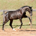 Tarantino Interagro, black Purebred Lusitano foal offered at the 2023 Interagro Yearlings Collection/Interagro Lusitanos
