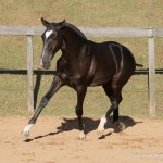 Tarantino Interagro, black Purebred Lusitano foal offered at the 2023 Interagro Yearlings Collection/Interagro Lusitanos