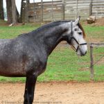 Tenno Interagro, grey Purebred Lusitano for sale/Interagro Lusitanos
