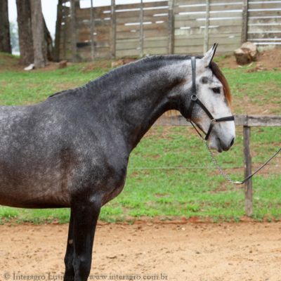 Tenno Interagro, grey Purebred Lusitano for sale/Interagro Lusitanos