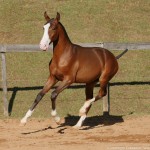 Titular Interagro, bay Purebred Lusitano foal offered at the 2023 Interagro Yearlings Collection/Interagro Lusitanos