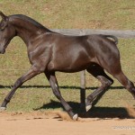 Tiziu Interagro, black Purebred Lusitano foal offered at the 2023 Interagro Yearlings Collection/Interagro Lusitanos