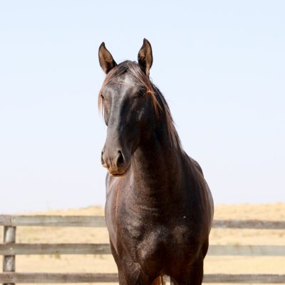 Tucupi Interagro (TE)