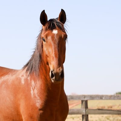 Teólogo Interagro (TE)