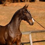 Unique Interagro, Purebred Lusitano bay colt sold at the 2024 Interagro Yearlings Collection. Photo: TUPA