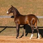 Unique Interagro, Purebred Lusitano bay colt sold at the 2024 Interagro Yearlings Collection. Photo: TUPA