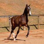 Unique Interagro, Purebred Lusitano bay colt sold at the 2024 Interagro Yearlings Collection. Photo: TUPA