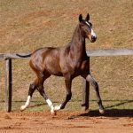 Unique Interagro, Purebred Lusitano bay colt sold at the 2024 Interagro Yearlings Collection. Photo: TUPA