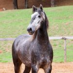 Toulouse-Lautrec Interagro, grey Purebred Lusitano gelding for sale/Interagro Lusitanos